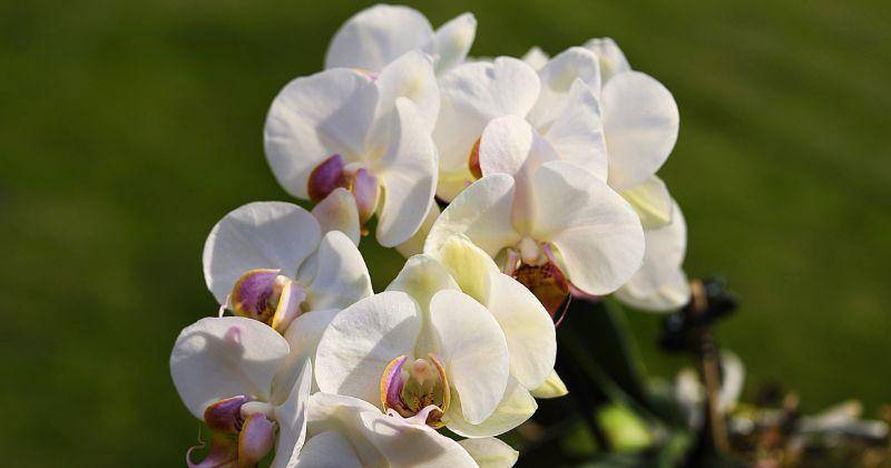 Pixabay/Wunderphotos1951